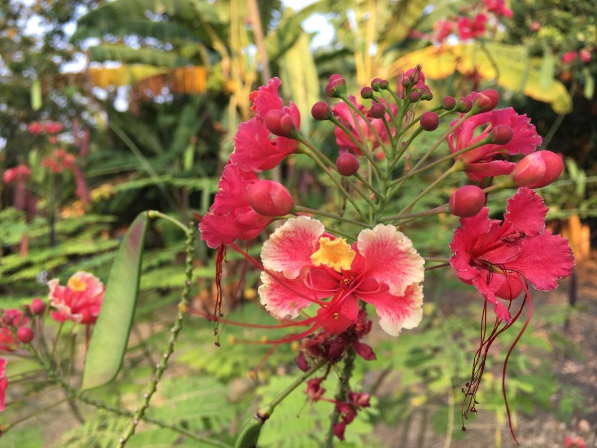 Mucumbli Villa Ponta Figo Ngoại thất bức ảnh